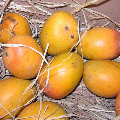 The Origin of the Mango